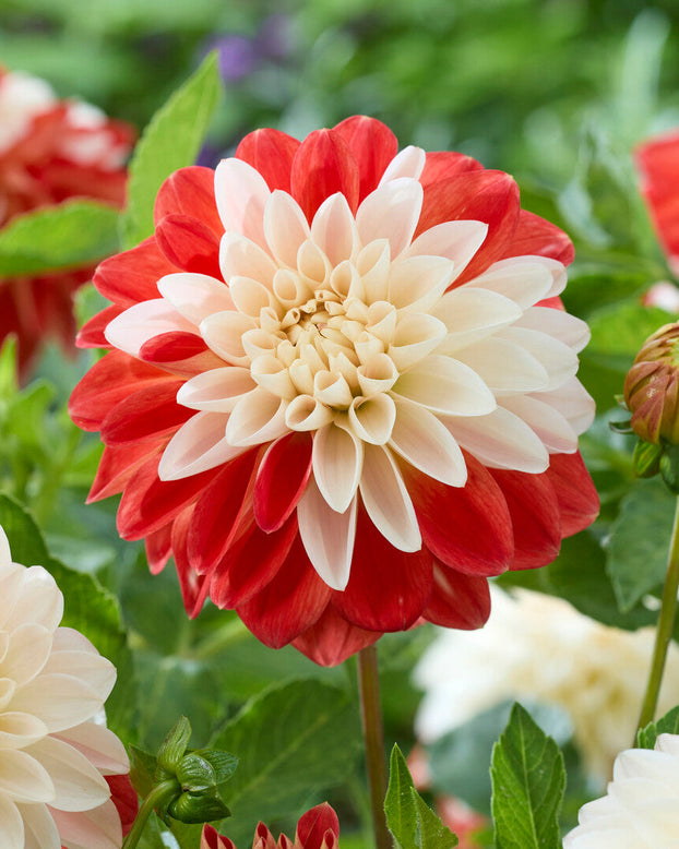Dahlia 'Tangerine Sorbet'