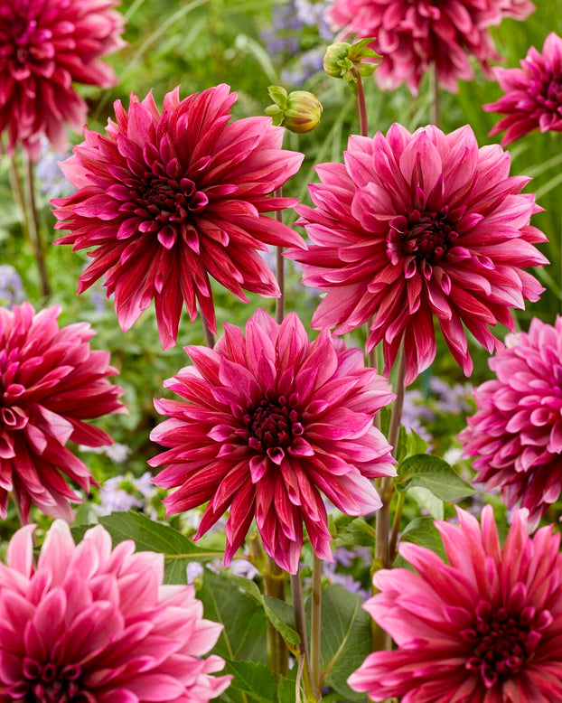 Dahlia 'Tanita'