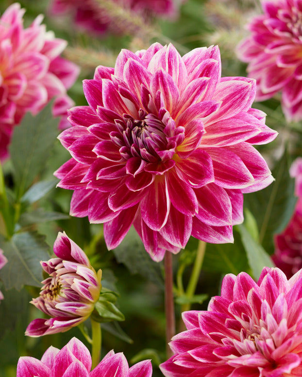 Dahlia 'Temple of Beauty'