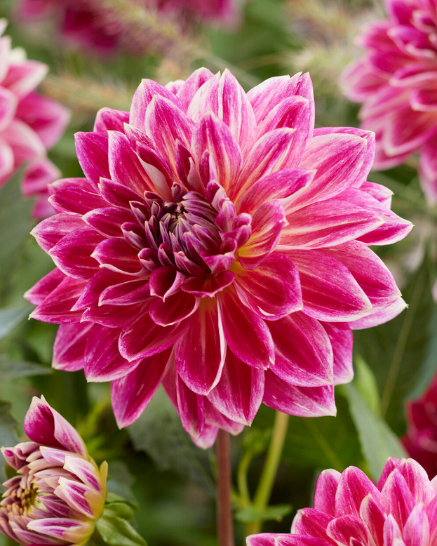 Dahlia 'Temple of Beauty'