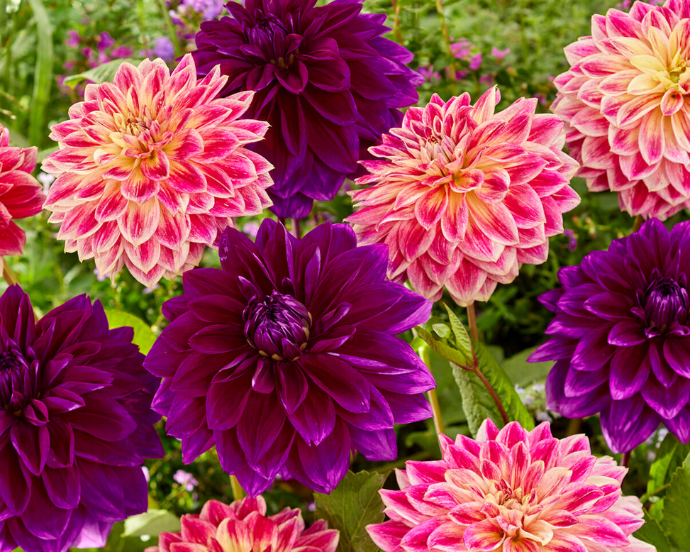 Dahlia 'Temple of Beauty'