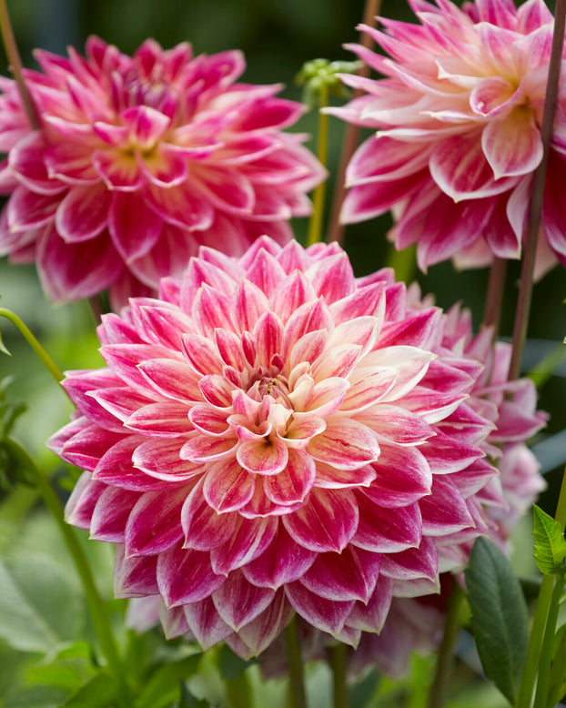 Dahlia 'Temple of Beauty'