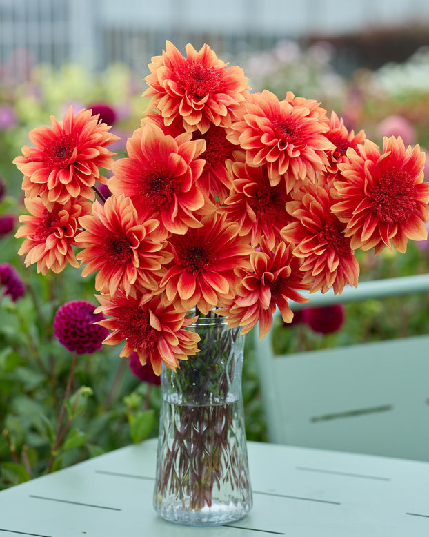 Dahlia 'Teun'