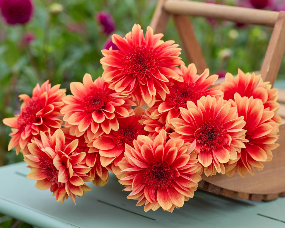 Dahlia 'Teun'