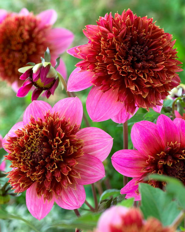 Dahlia 'The Phantom'