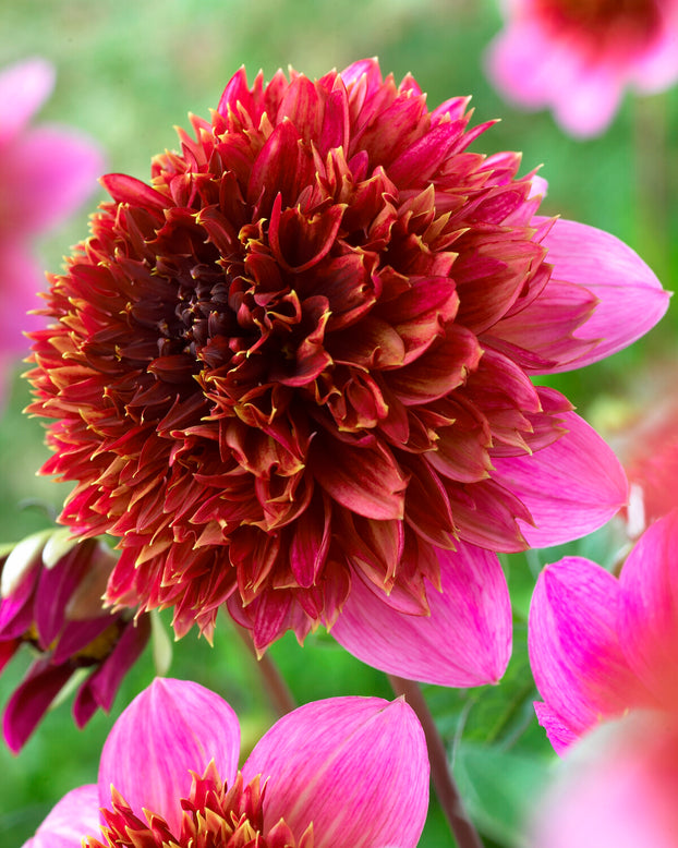 Dahlia 'The Phantom'