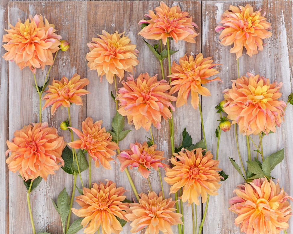 Dahlia 'Tyrell'