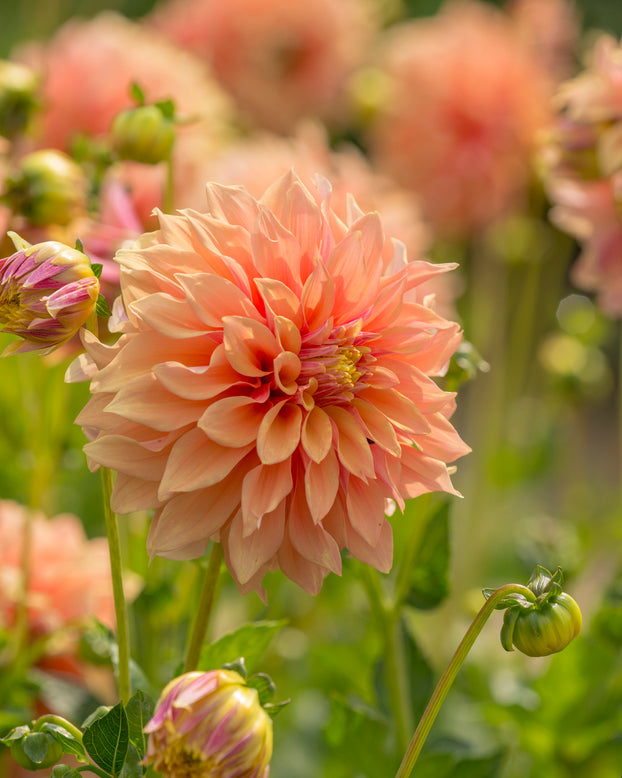 Dahlia 'Tyrell'