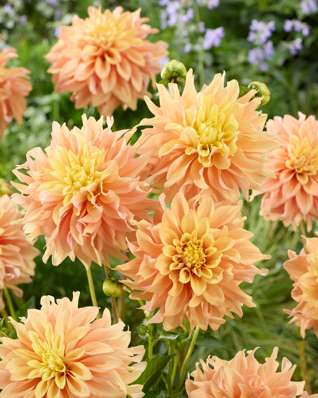 Dahlia 'Tyrell'