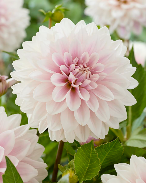 Dahlia 'Valente'