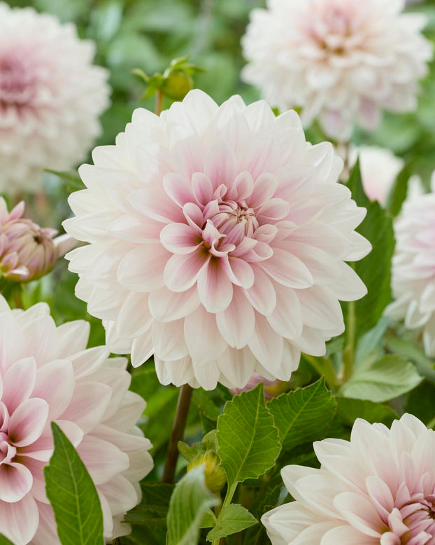 Dahlia 'Valente'