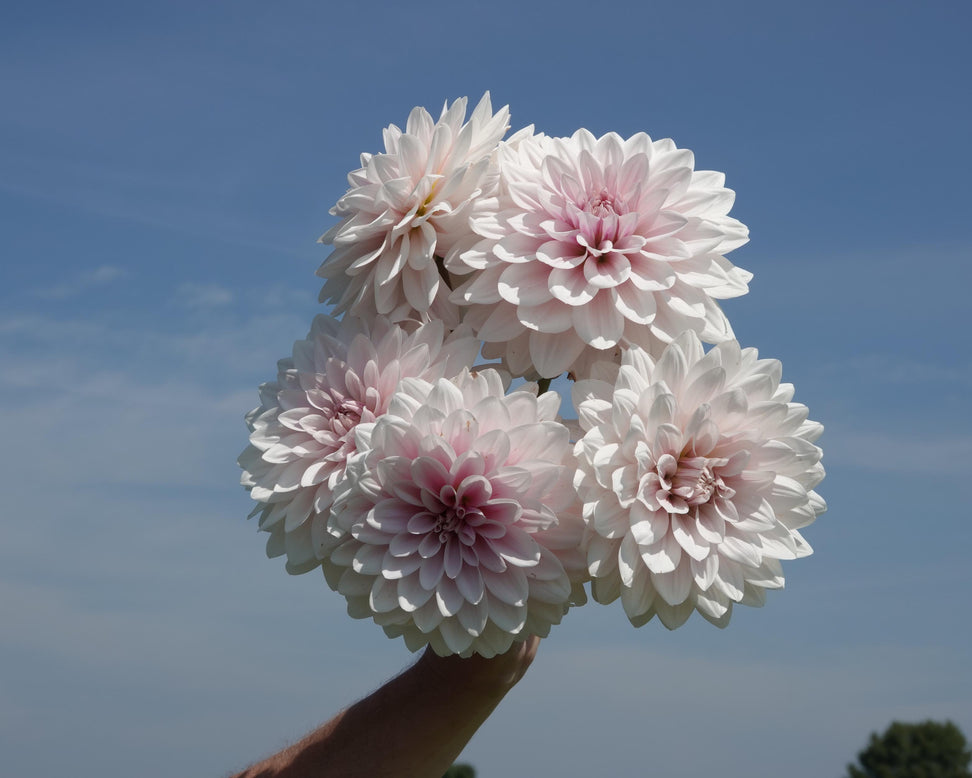 Dahlia 'Valente'