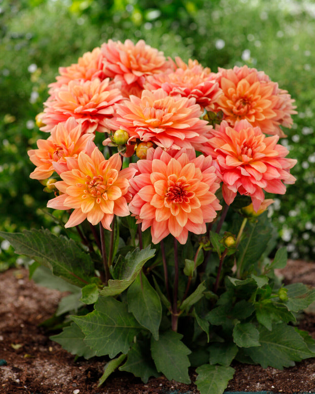 Dahlia 'Gallery Vincent'