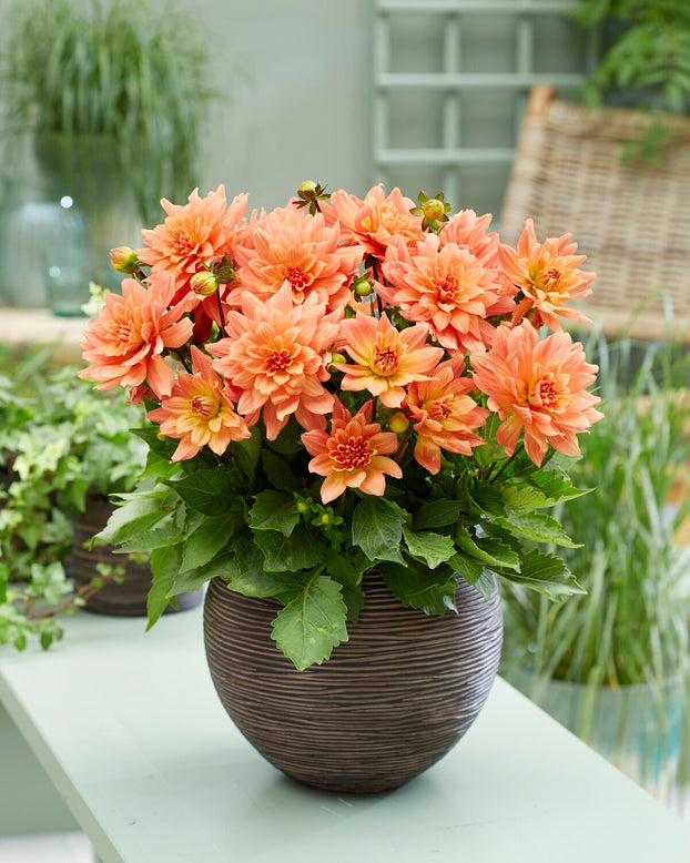 Dahlia 'Gallery Vincent'