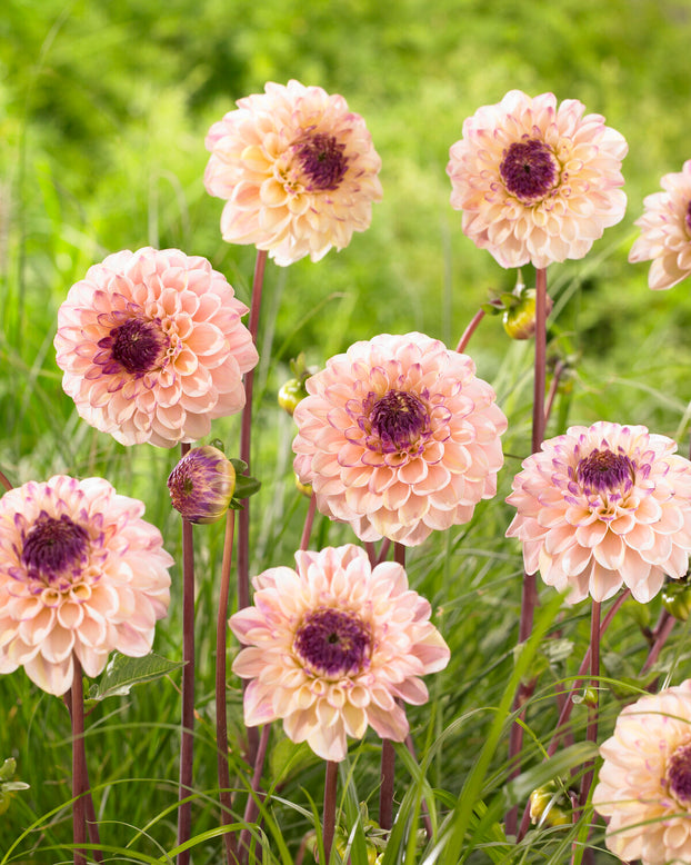 Dahlia 'Wine Eyed Jill'