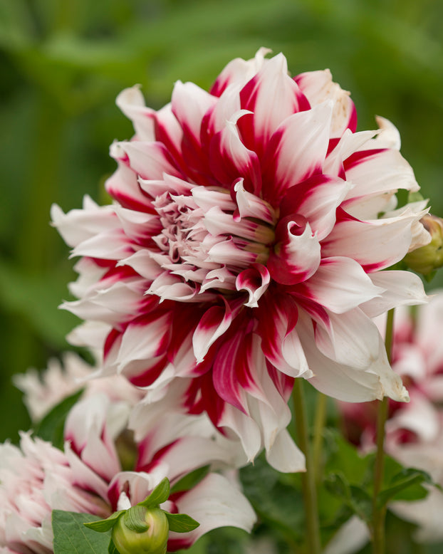Dahlia 'X Factor'