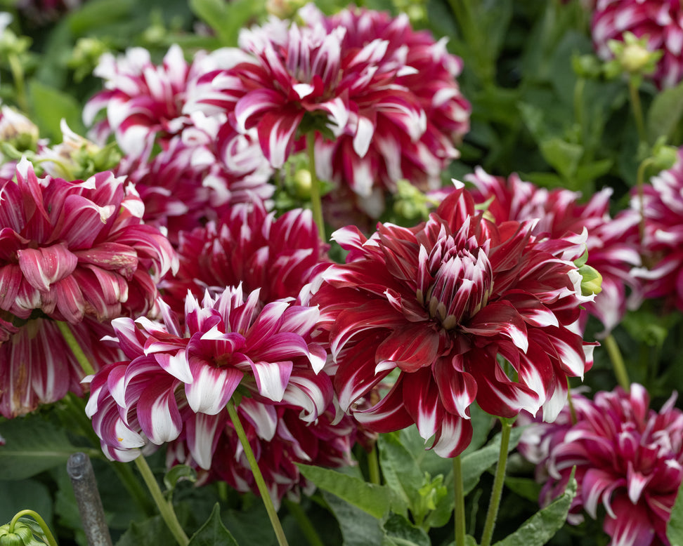 Dahlia 'X Factor'