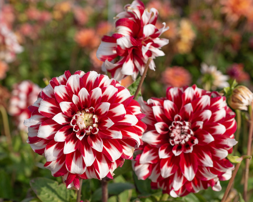 Dahlia 'X Factor'
