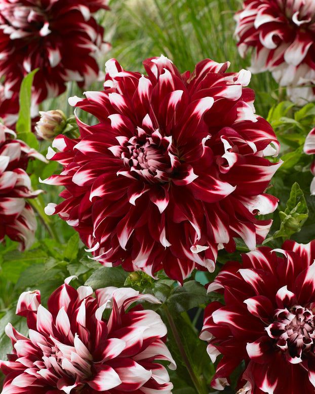 Dahlia 'X Factor'
