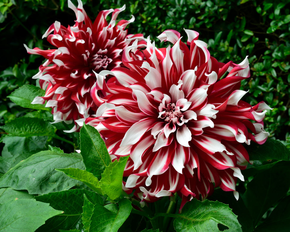 Dahlia 'X Factor'
