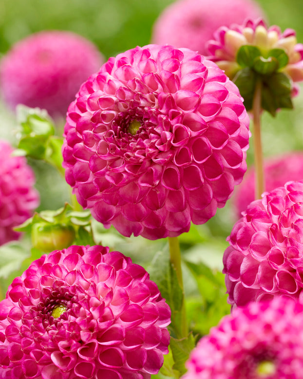 Dahlia 'Zippity Do Da'