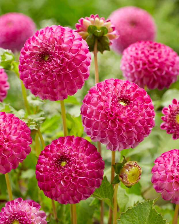 Dahlia 'Zippity Do Da'