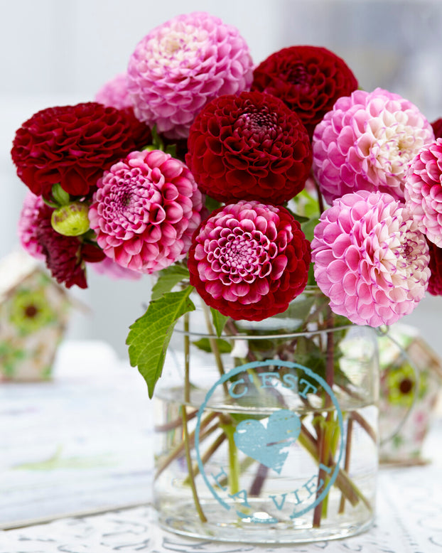 Dahlia 'Zippity Do Da'