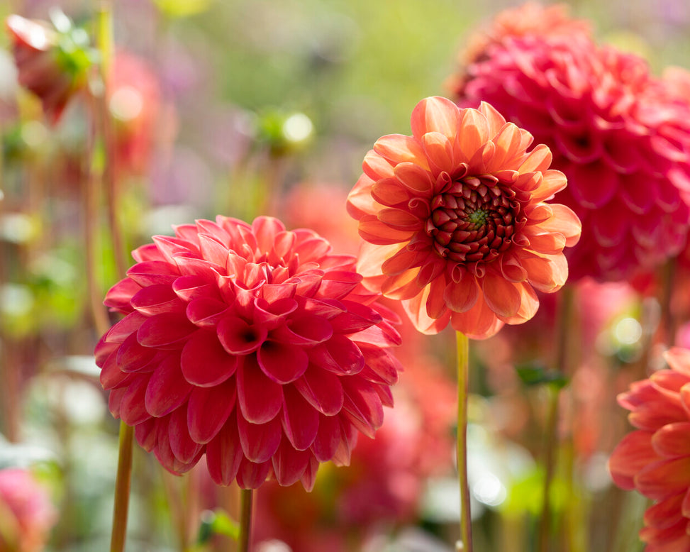 Dahlia 'Zundert Mystery Fox'