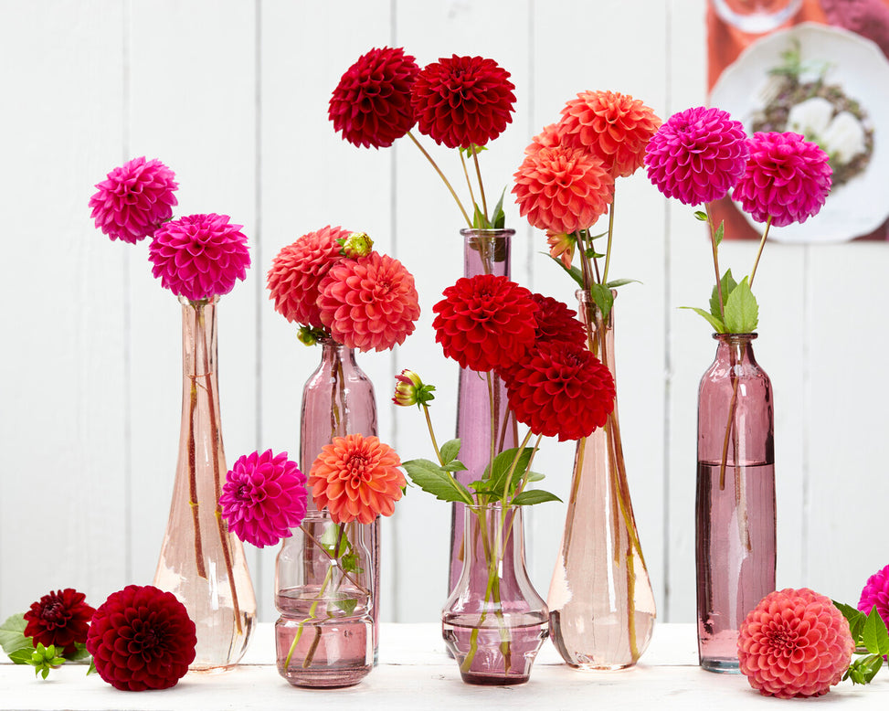 Dahlia 'Zundert Mystery Fox'