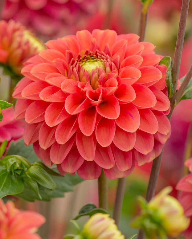 Dahlia 'Zundert Mystery Fox'
