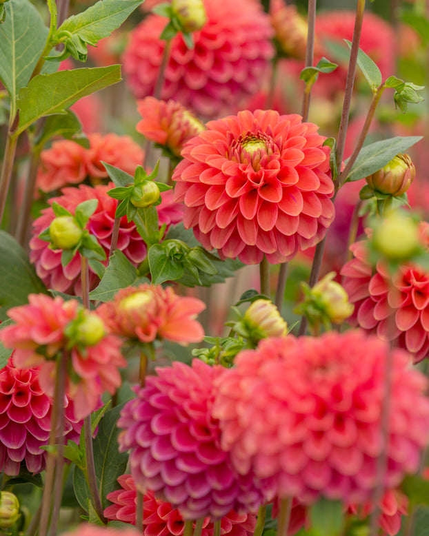 Dahlia 'Zundert Mystery Fox'