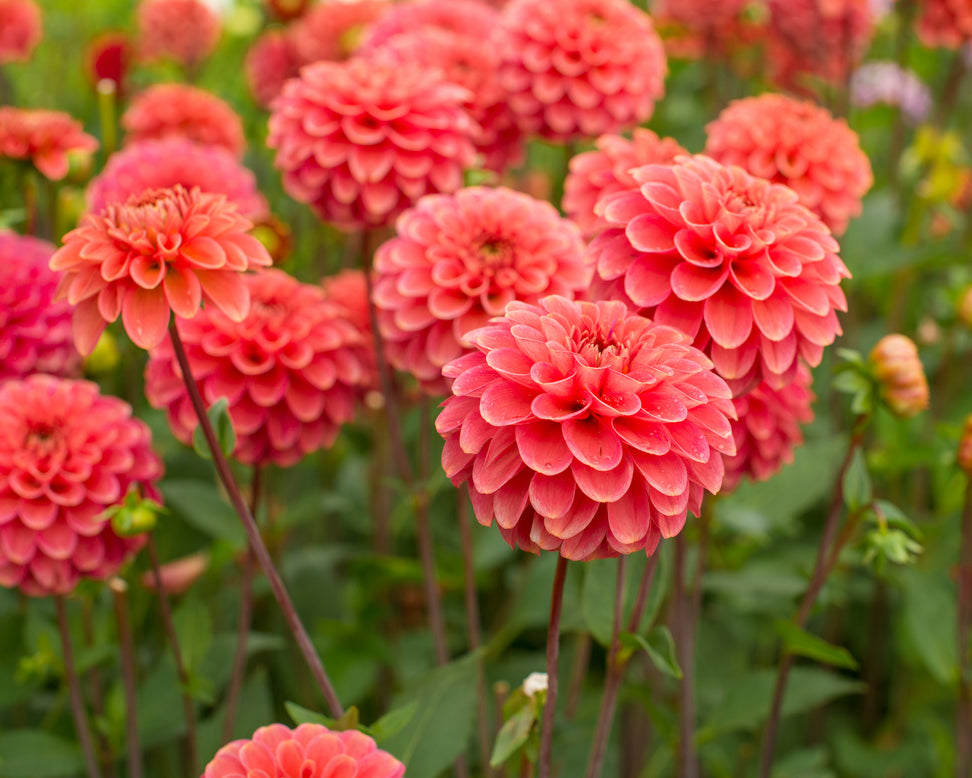 Dahlia 'Zundert Mystery Fox'