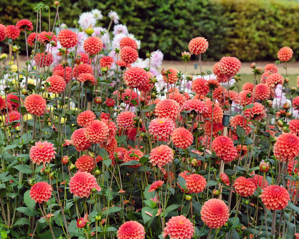 Dahlia 'Zundert Mystery Fox'
