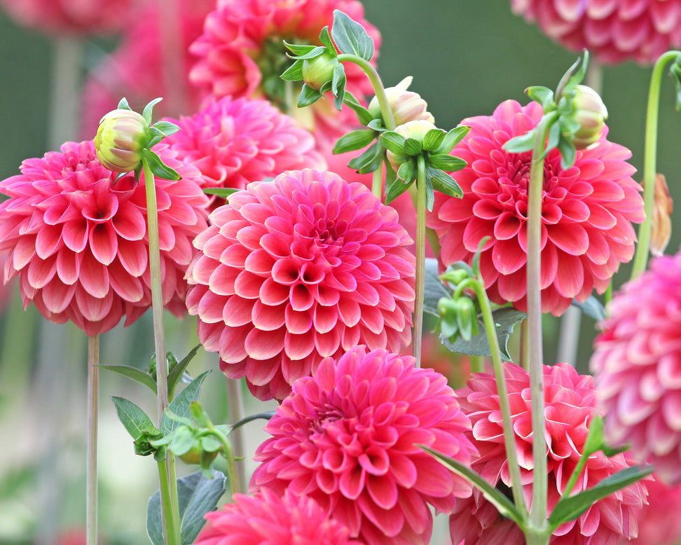 Dahlia 'Zundert Mystery Fox'