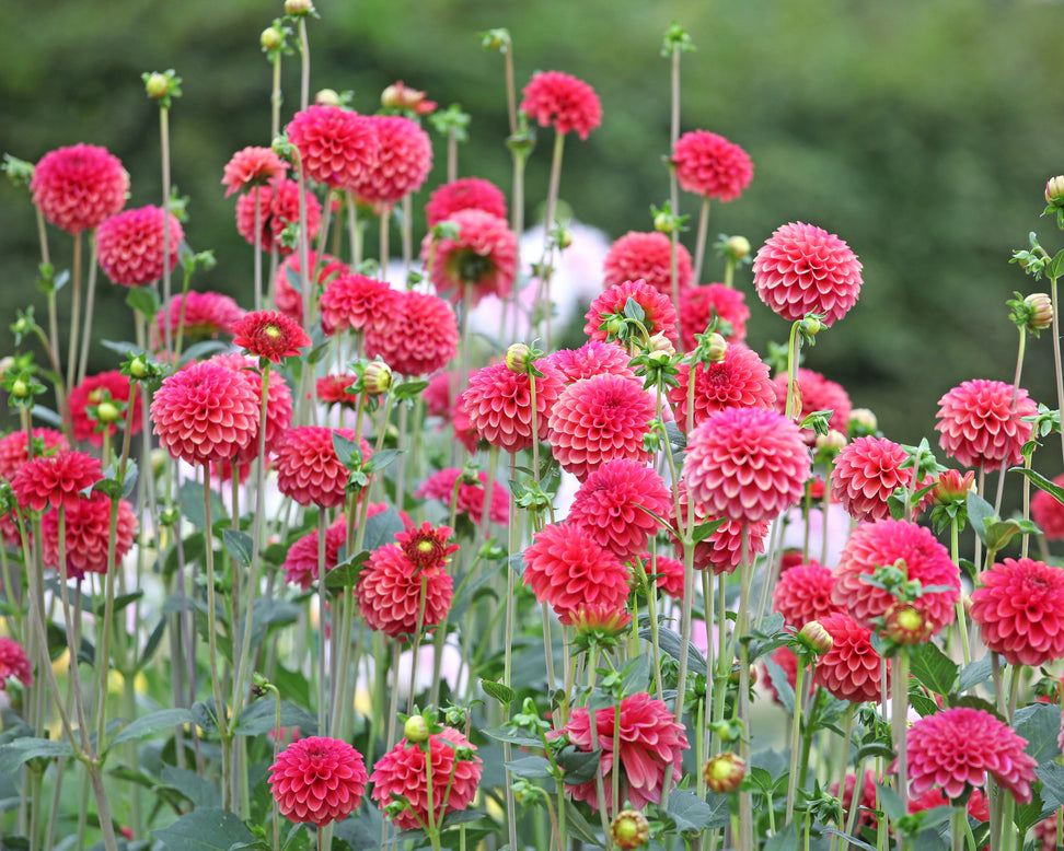 Dahlia 'Zundert Mystery Fox'