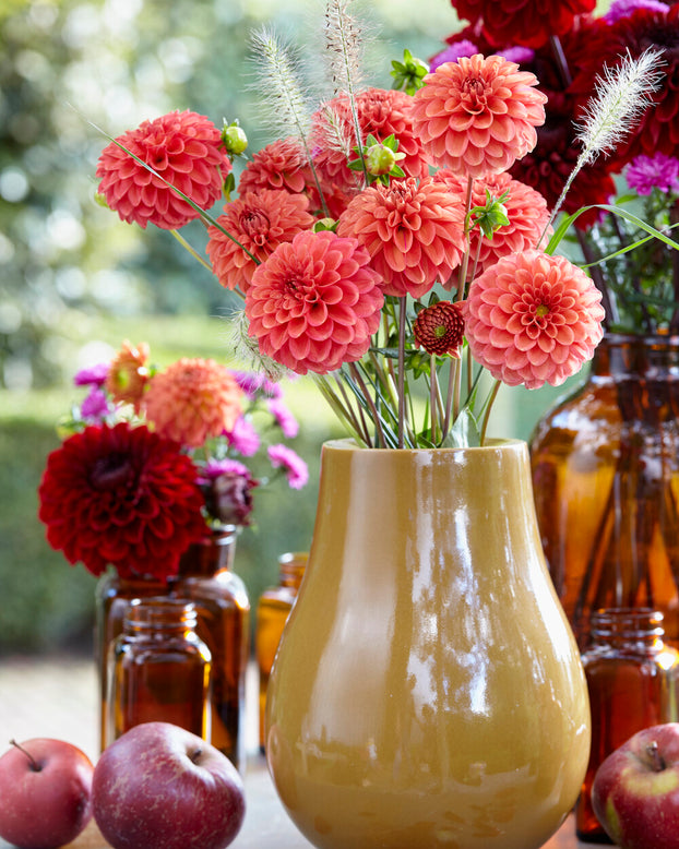 Dahlia 'Zundert Mystery Fox'