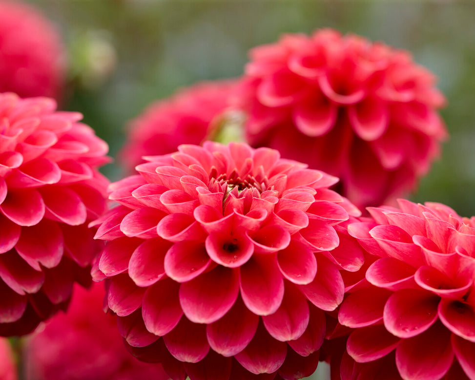 Dahlia 'Zundert Mystery Fox'