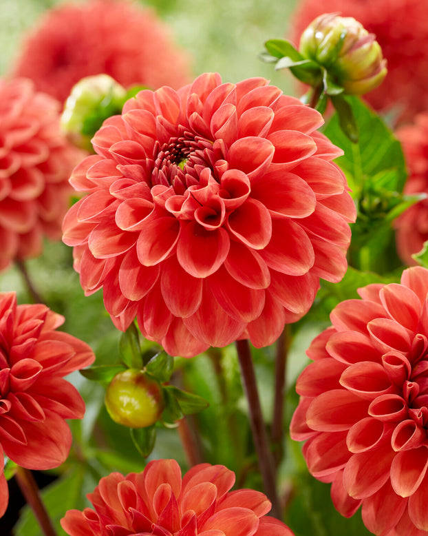 Dahlia 'Zundert Mystery Fox'