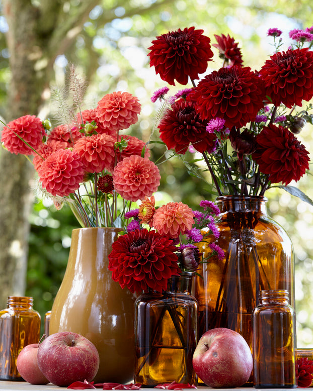 Dahlia 'Zundert Mystery Fox'