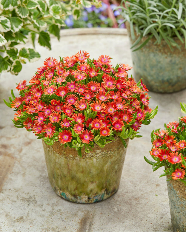 Delosperma 'Ice Cream Fire'