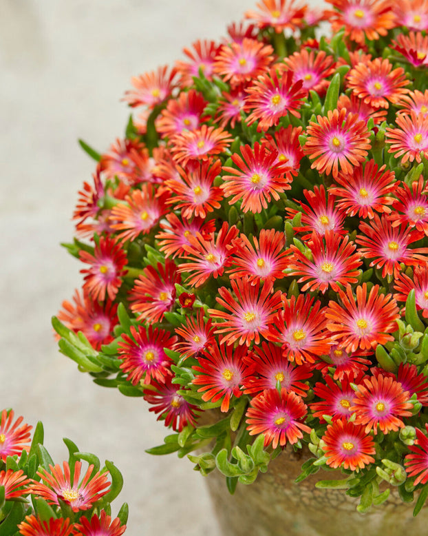 Delosperma 'Ice Cream Fire'