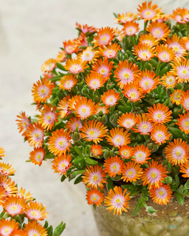 Delosperma 'Ice Cream Orange'