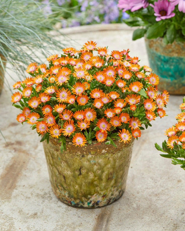 Delosperma 'Ice Cream Orange'