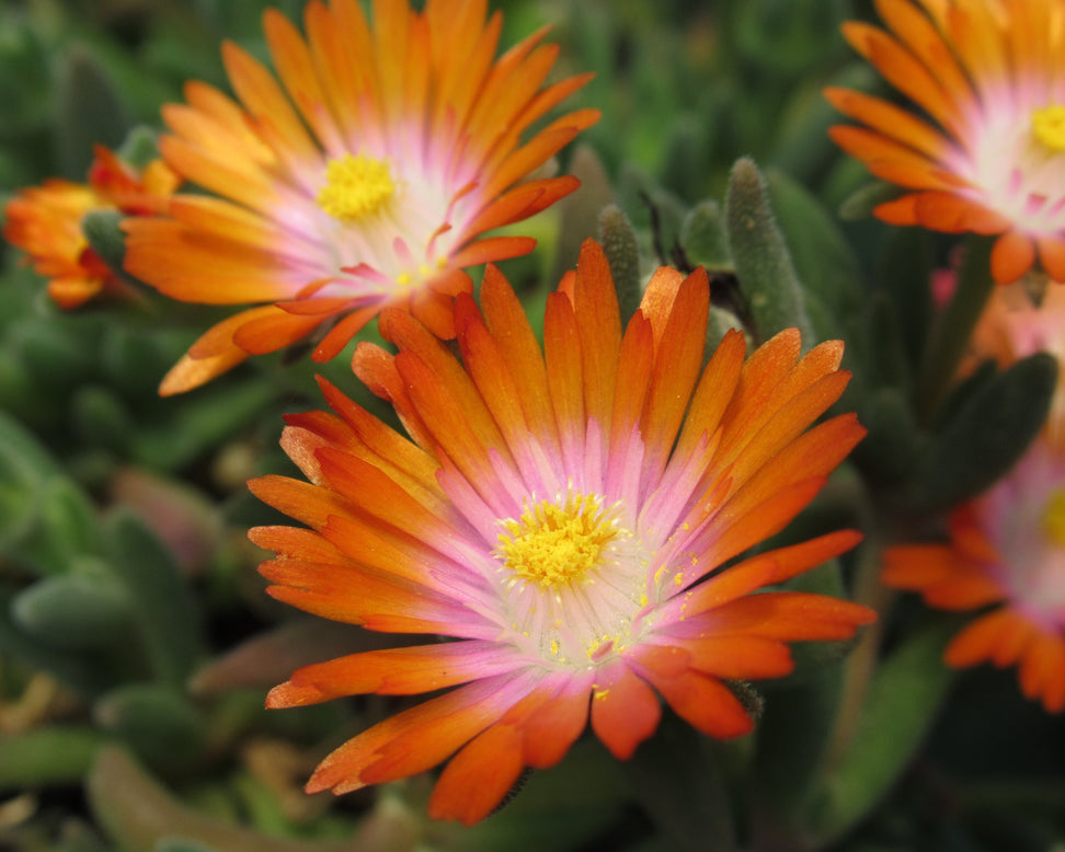 Delosperma 'Ice Cream Orange'