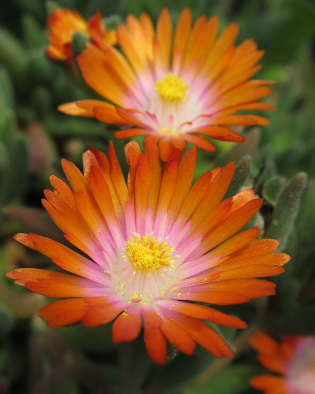 Delosperma 'Ice Cream Orange'