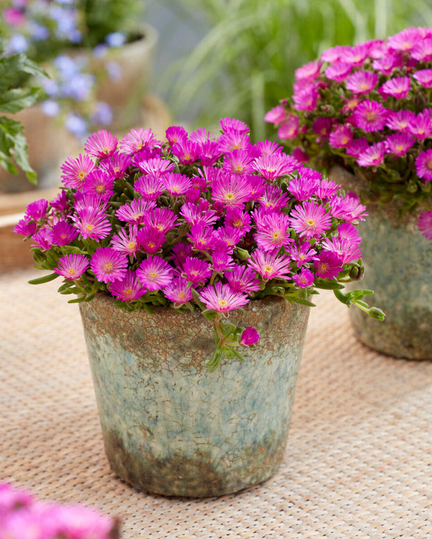 Delosperma 'Ice Cream Purple'