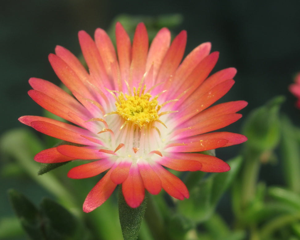 Delosperma 'Ice Cream Salmon'
