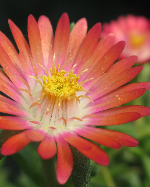 Delosperma 'Ice Cream Salmon'