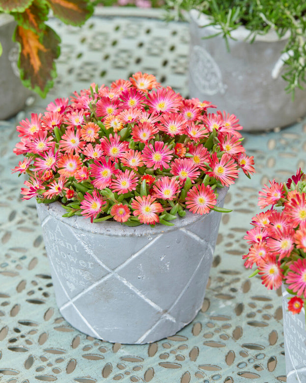 Delosperma 'Ice Cream Salmon'