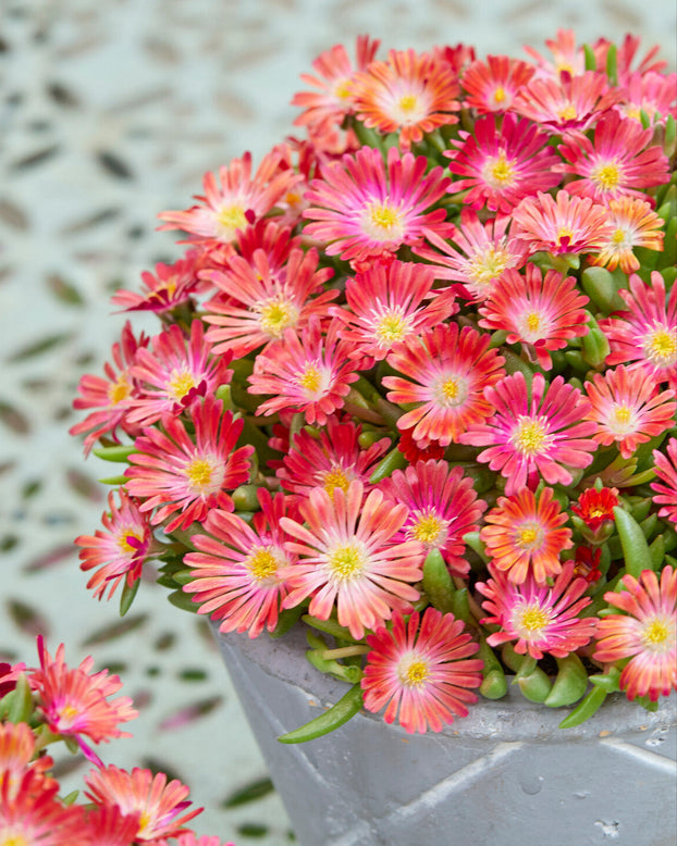 Delosperma 'Ice Cream Salmon'